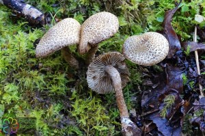 Inocybe hystrix (2)